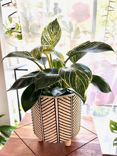 Philodendron 6&quot;