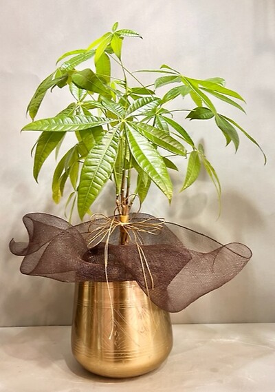 Money Tree