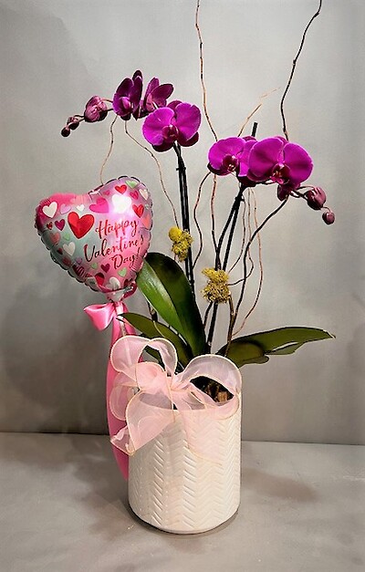Valentine Orchid