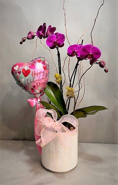Valentine Orchid