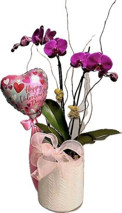 Valentine Orchid