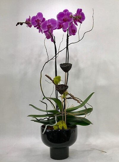 Autumn Orchid