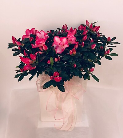 Azalea Planter