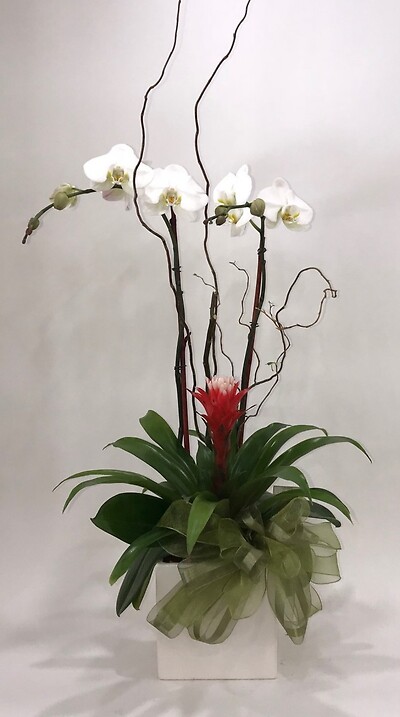 Orchid and Bromeliad