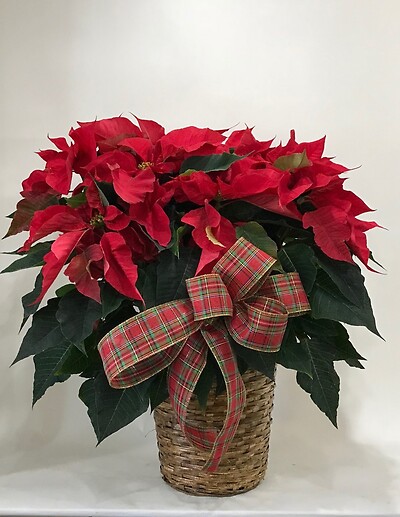 Poinsettia L