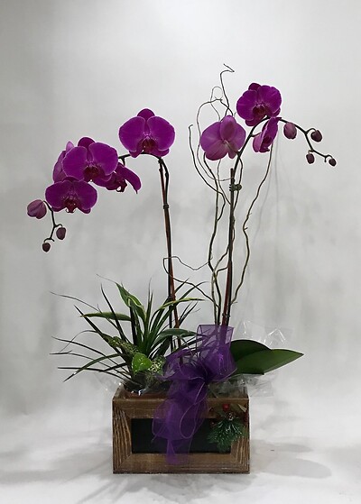 Orchid in the Box
